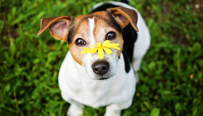 How to help your dog suffering from Allergies