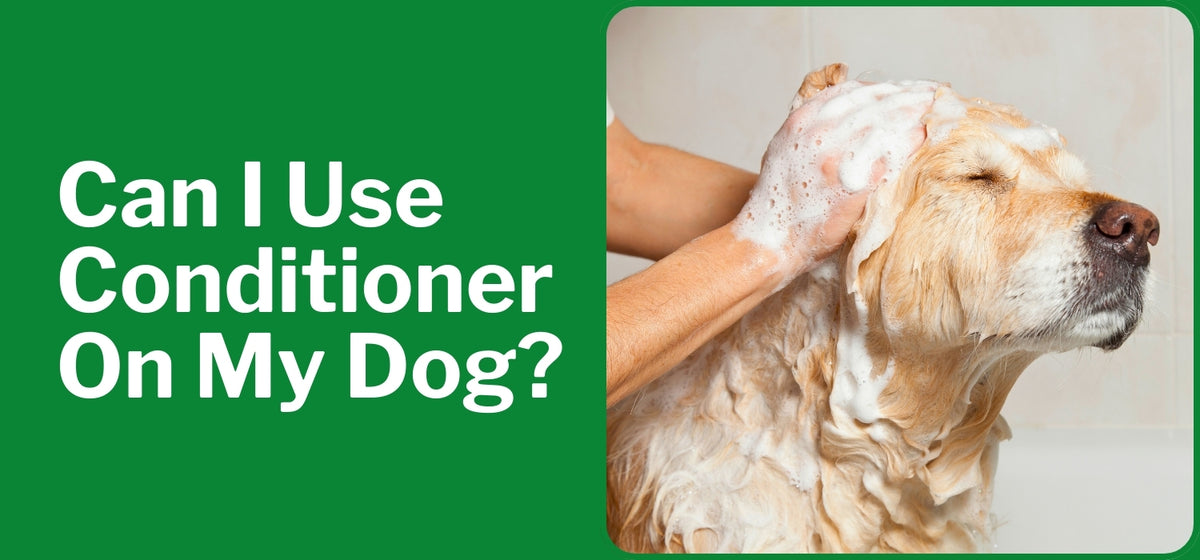 Can I Use Conditioner On My Dog The Dog Doctors