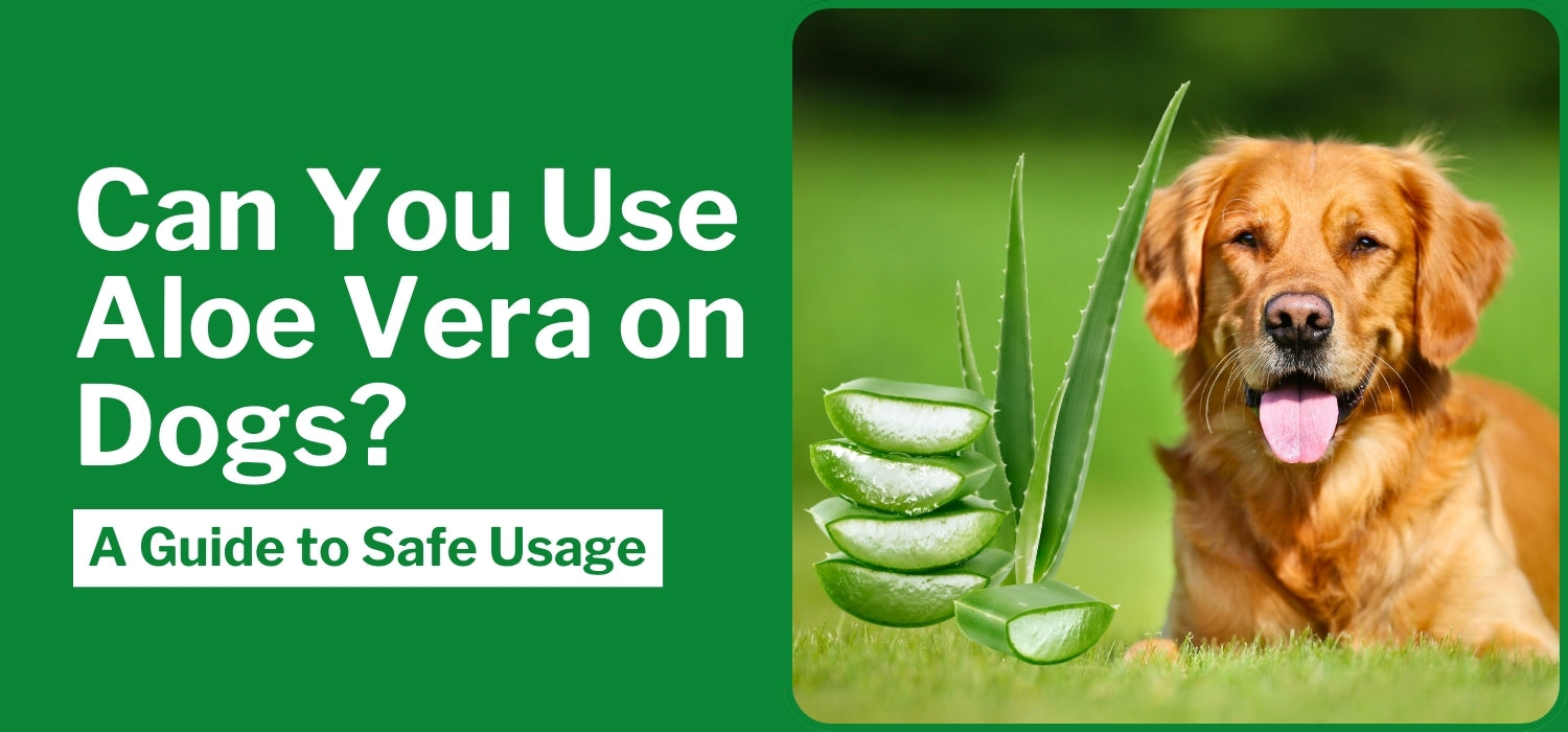 Can You Use Aloe Vera on Dogs? A Guide to Safe Usage  The Dog Doctors