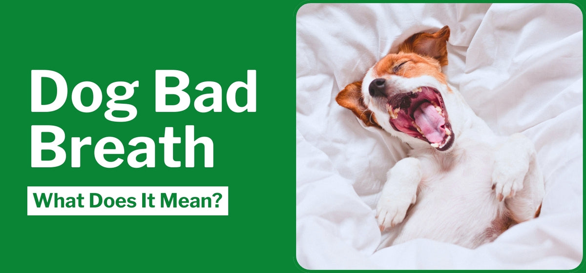Dog Bad Breath What Does It Mean? The Dog Doctors