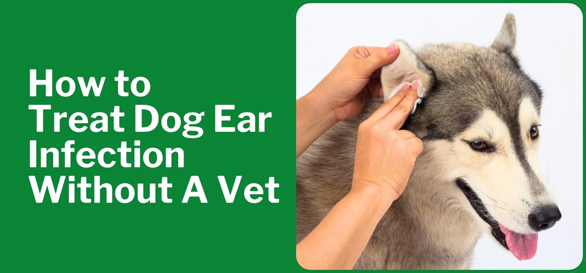 Pets at home dog ear infection treatment shop