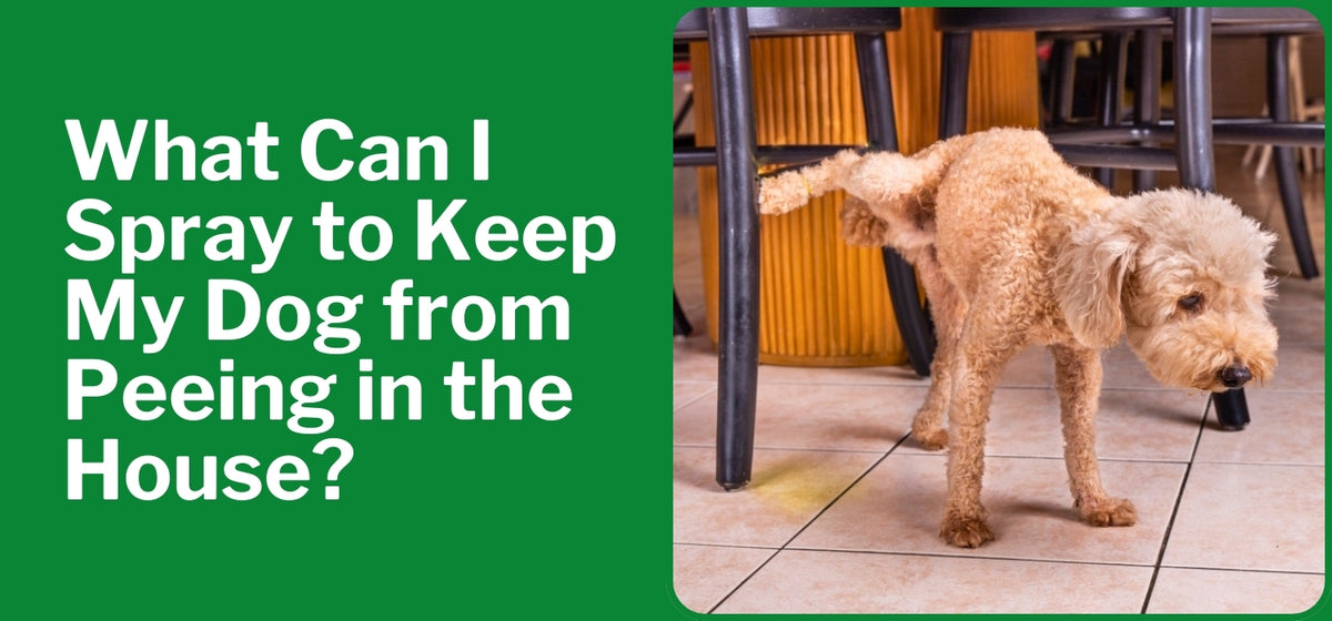 Spray that keeps dogs from peeing sales