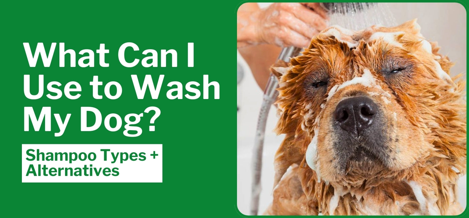 Dog Shampoo Substitute: Safe, Natural Alternatives You Need Today