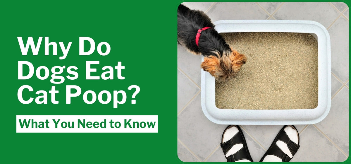 Why Do Dogs Eat Cat Poop What You Need to Know The Dog Doctors