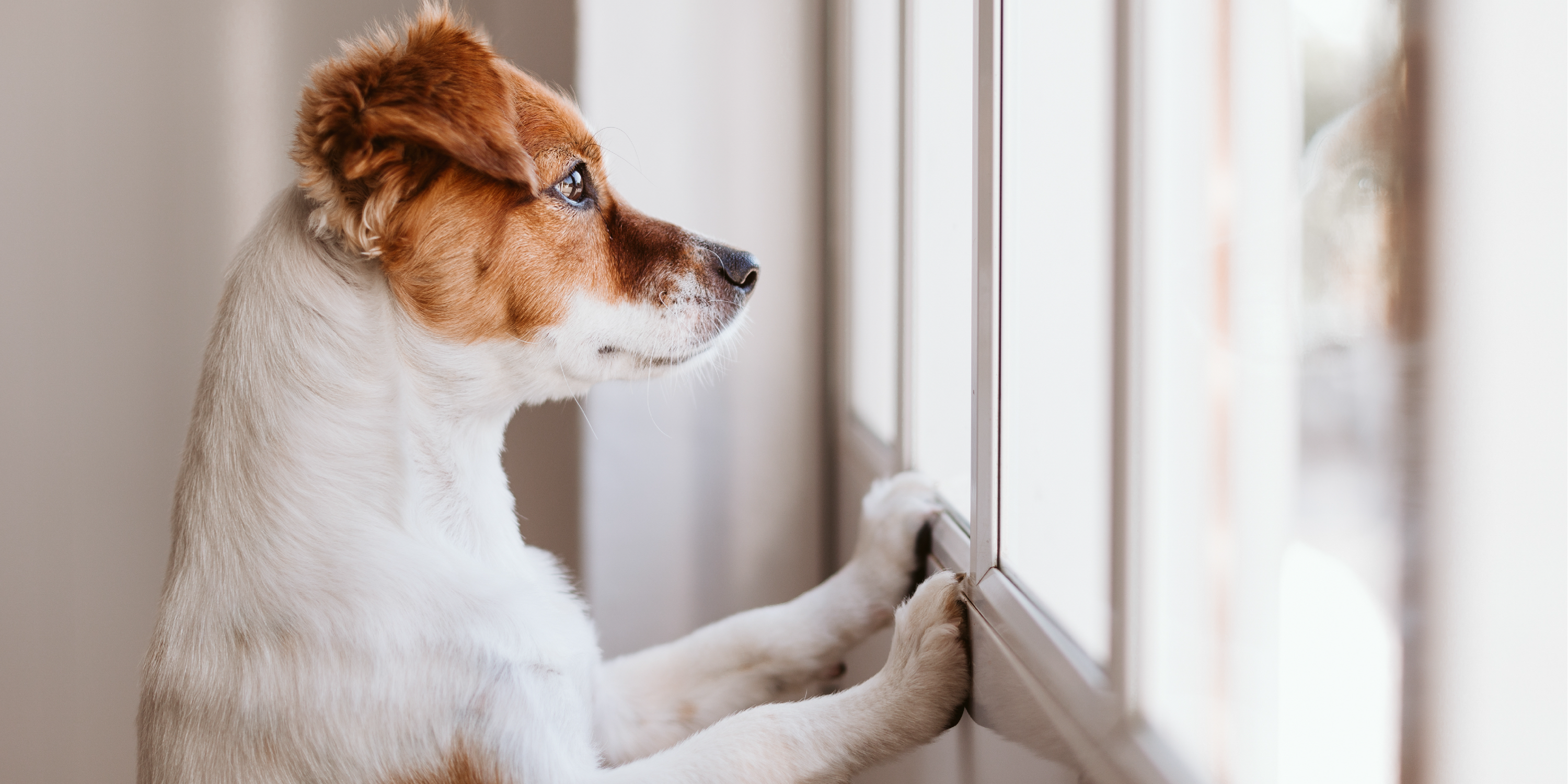 Incontinence in dogs