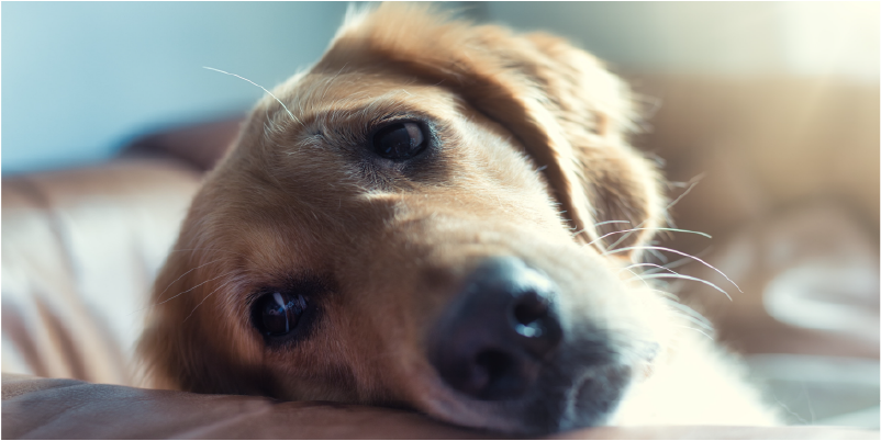 How To Help A Dog With Separation Anxiety