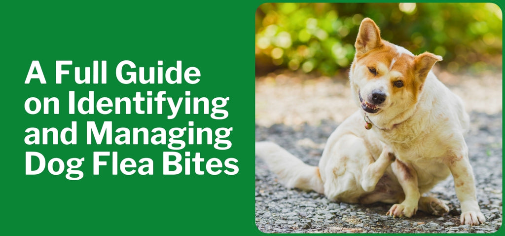 A Full Guide on Identifying and Managing Dog Flea Bites