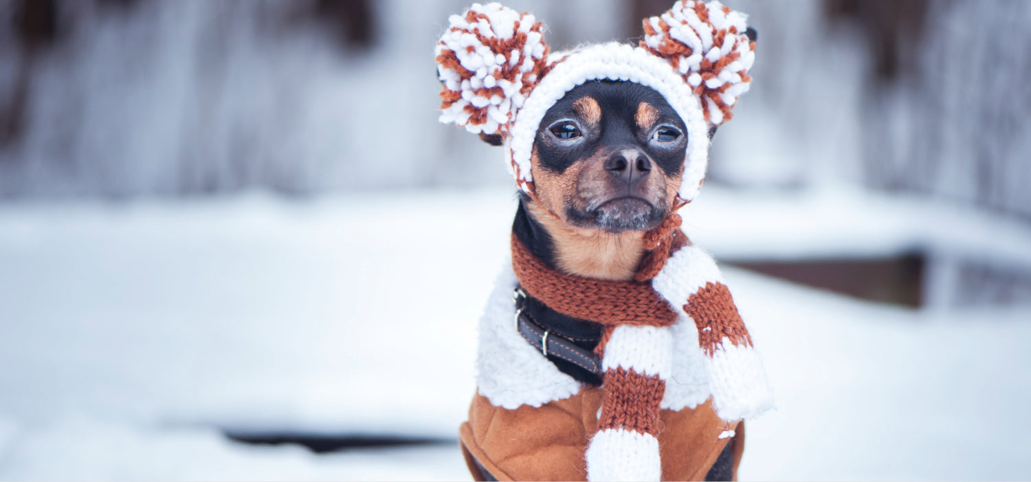 Winter Warning: How Cold Weather Impacts Your Dog’s Joints (and What to Do)
