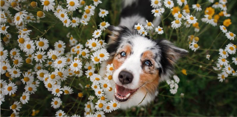3 Must-Try Solutions To Help Your Dog Suffering From Allergies