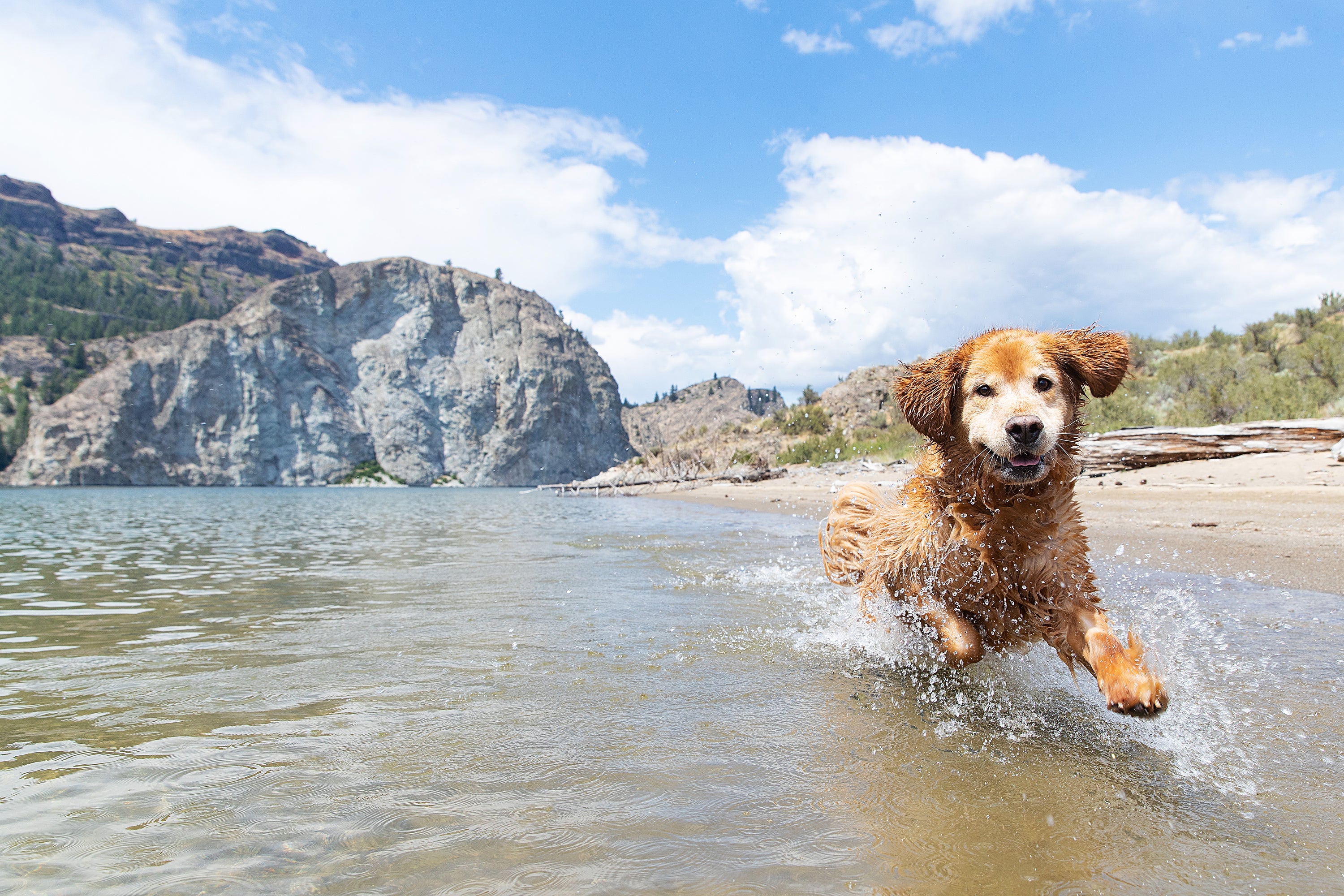 How Mobility Plus helps your dogs joints