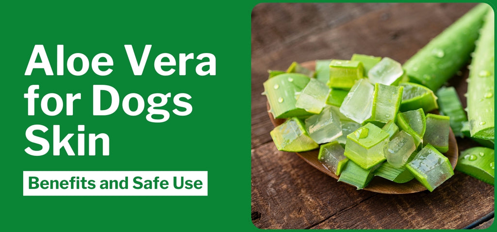 Aloe Vera for Dogs Skin: Benefits and Safe Use