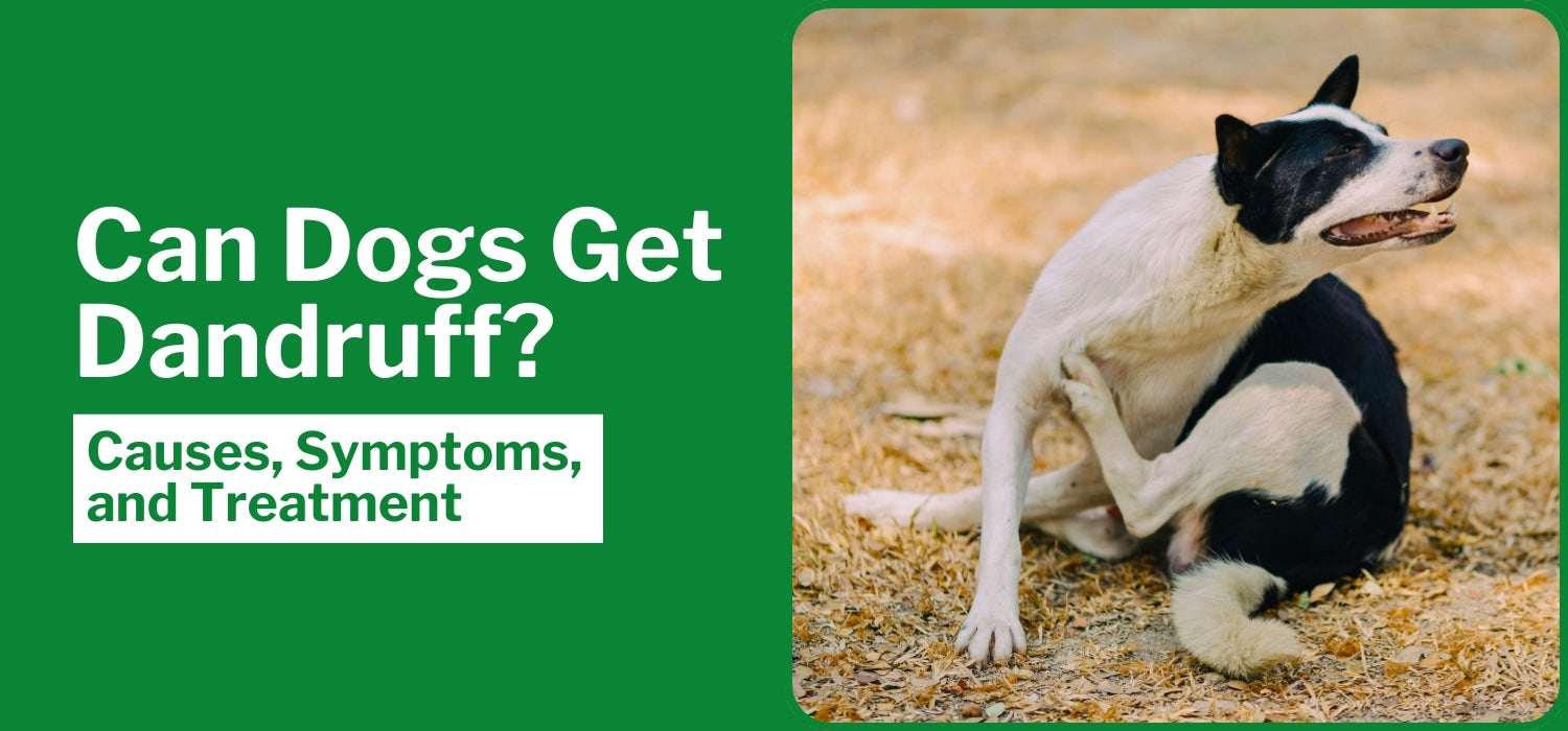 Can Dogs Get Dandruff? [Causes, Symptoms, and Treatment]