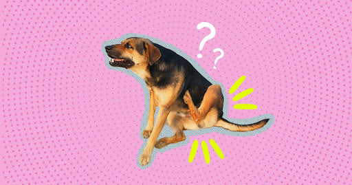 Can Food Cause Anal Gland Issues in Dogs?
