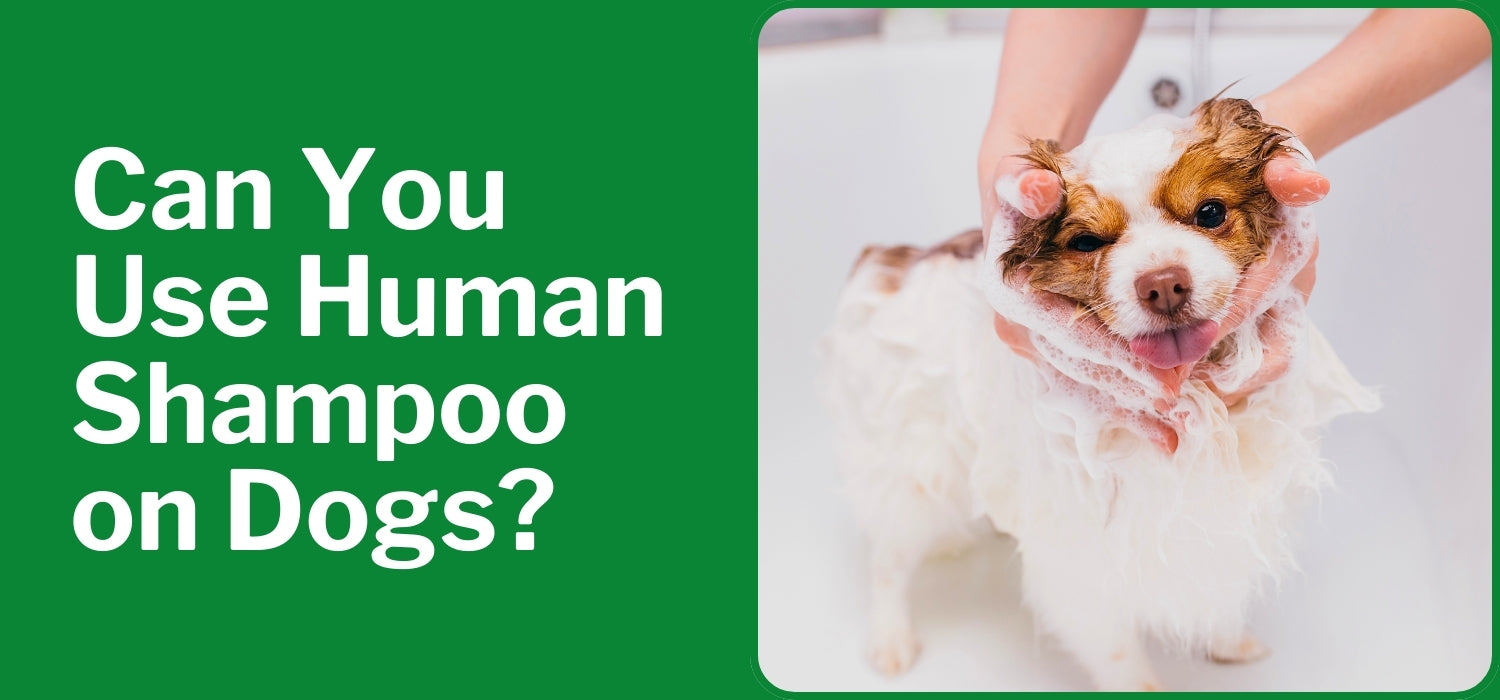 Can You Use Human Shampoo on Dogs?