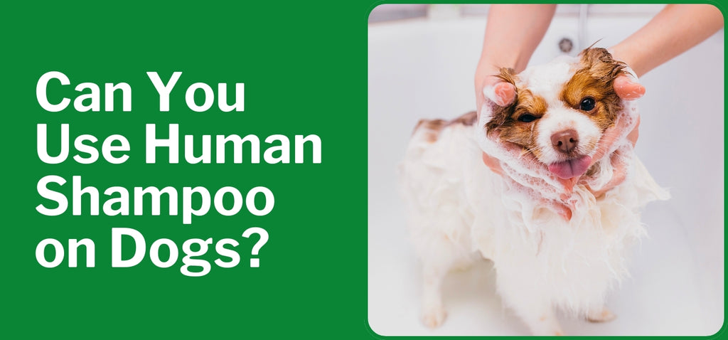 Can You Use Human Shampoo on Dogs?