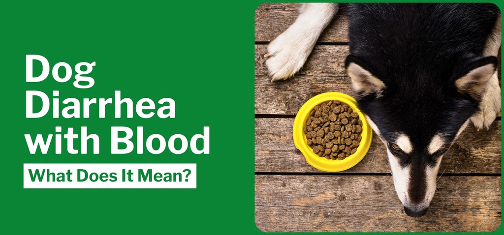 Dog Diarrhea with Blood: What Does It Mean?