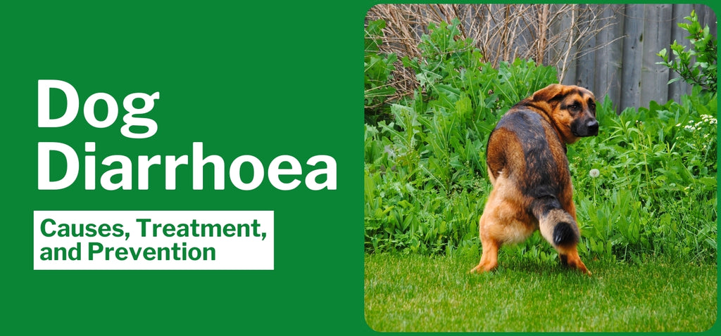 Dog Diarrhoea: Causes, Treatment, and Prevention