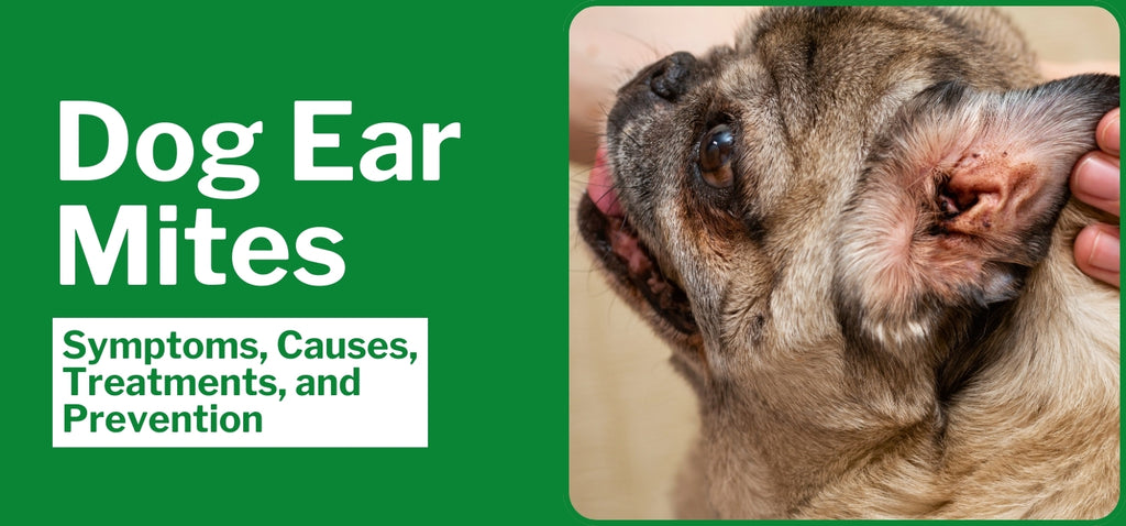 Dog Ear Mites: Symptoms, Causes, Treatments, and Prevention