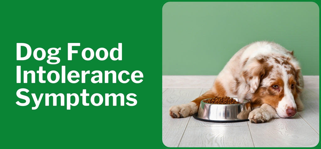 Dog Food Intolerance Symptoms