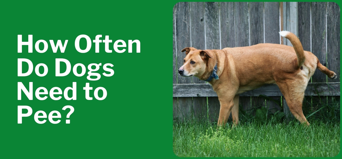 How often do dogs need to pee the dog doctors