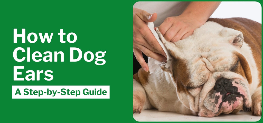 How to Clean Dog Ears: A Step-by-Step Guide