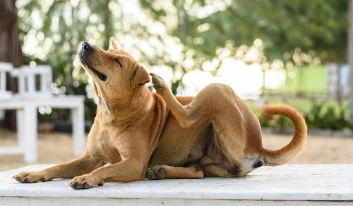 How to Get Rid of Fleas on Dogs: An In-Depth Guide