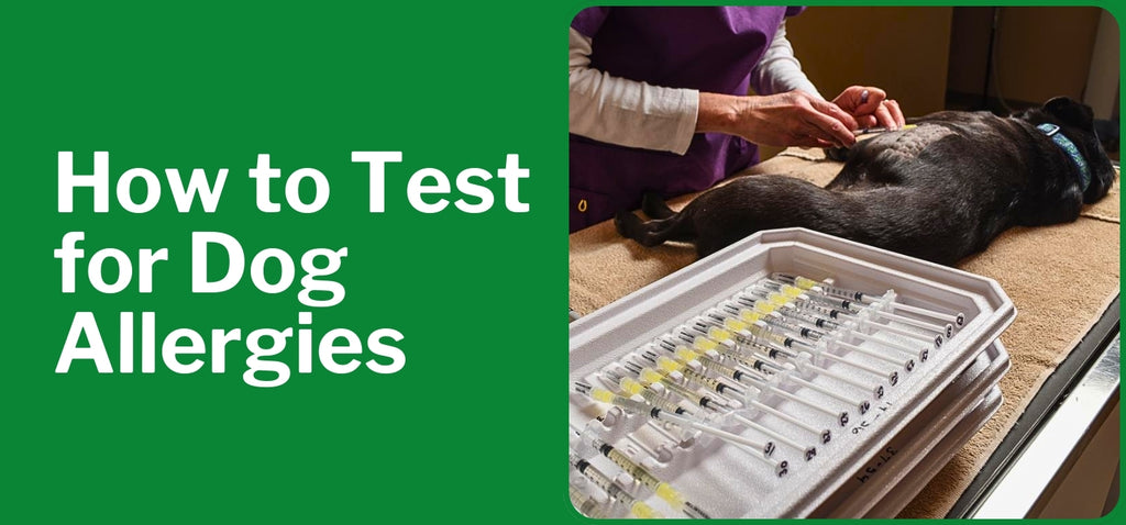 How to Test for Dog Allergies