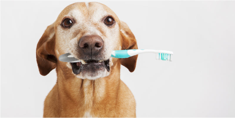 How To Care For Your Dog’s Dental Health