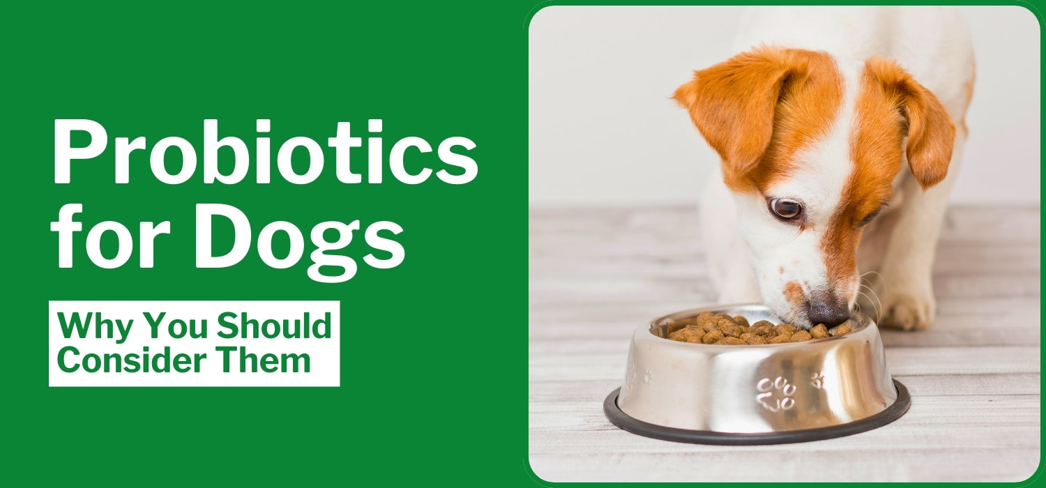 Probiotics for dogs on antibiotics top