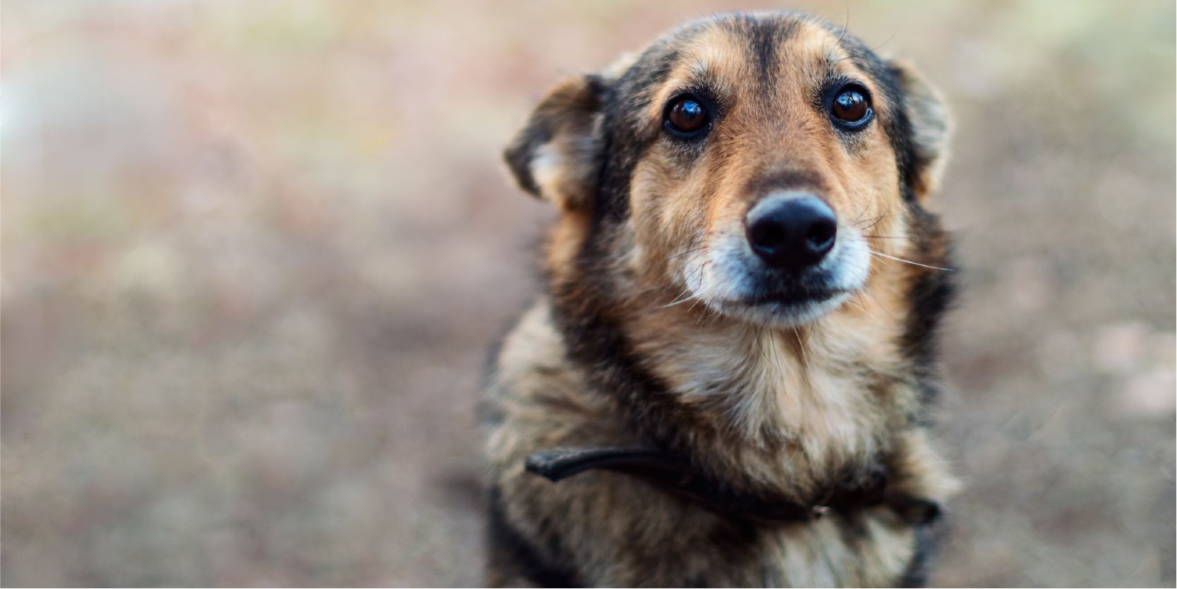 Is your dog dragging its bum?