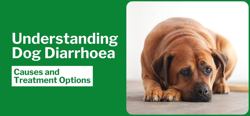 Understanding Dog Diarrhoea: Causes and Treatment Options