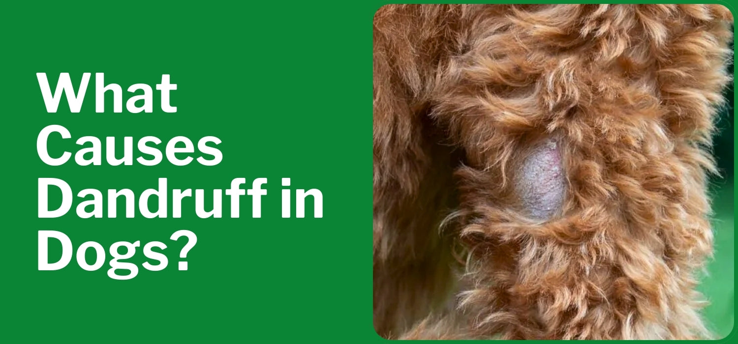 What Causes Dandruff in Dogs?