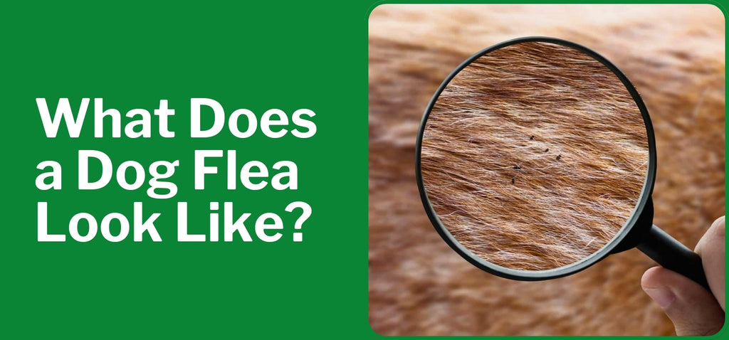 What Does a Dog Flea Look Like?