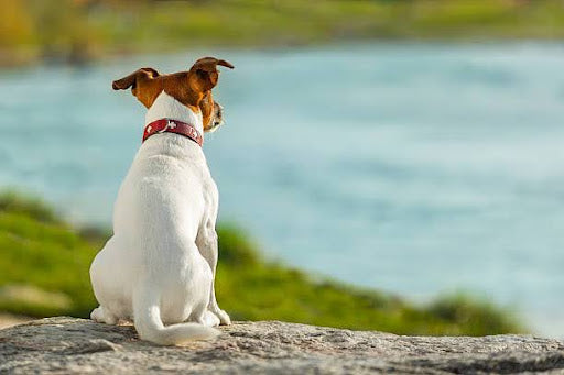 What are Foods to Help Dogs Express Glands?