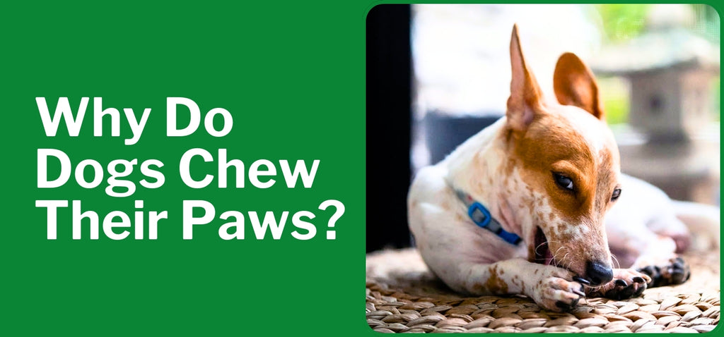 Why Do Dogs Chew Their Paws?