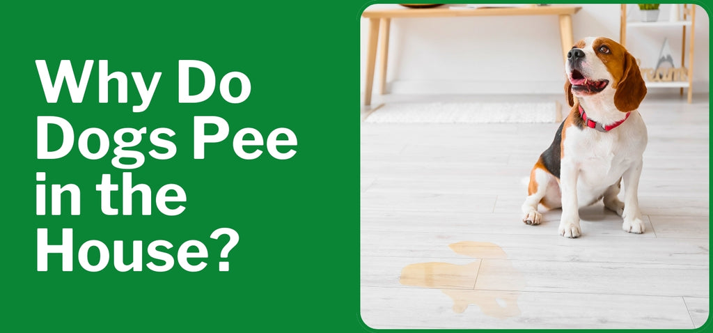 Why Do Dogs Pee in the House?