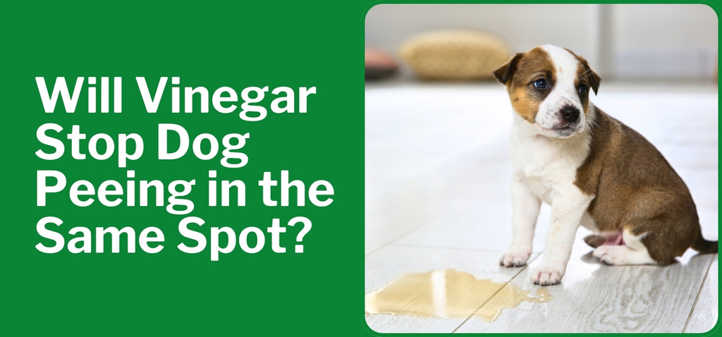 Will Vinegar Stop Dog Peeing in the Same Spot?