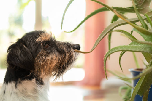 Is Aloe Vera Safe for Dogs? Benefits, Uses, and Precautions