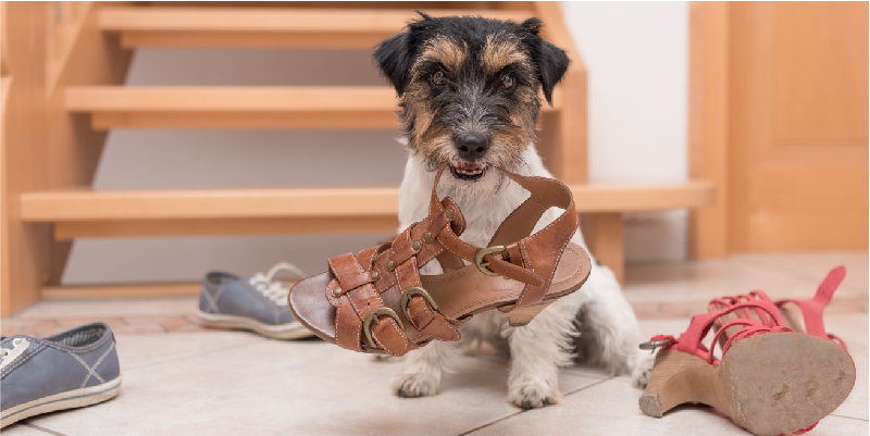 How to stop your dog from chewing your possessions