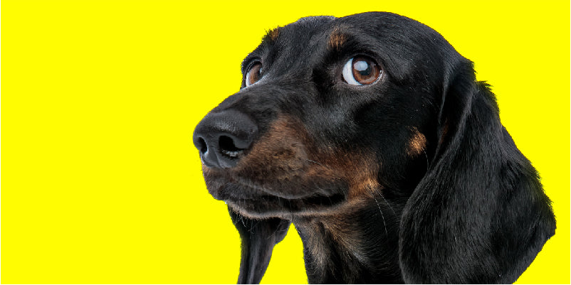 Yellow Dog Day