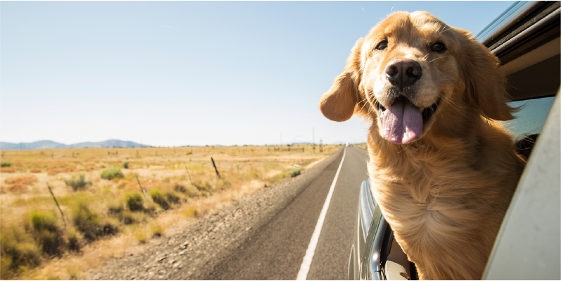 What Does Brexit Mean For Travelling With Your Pet?