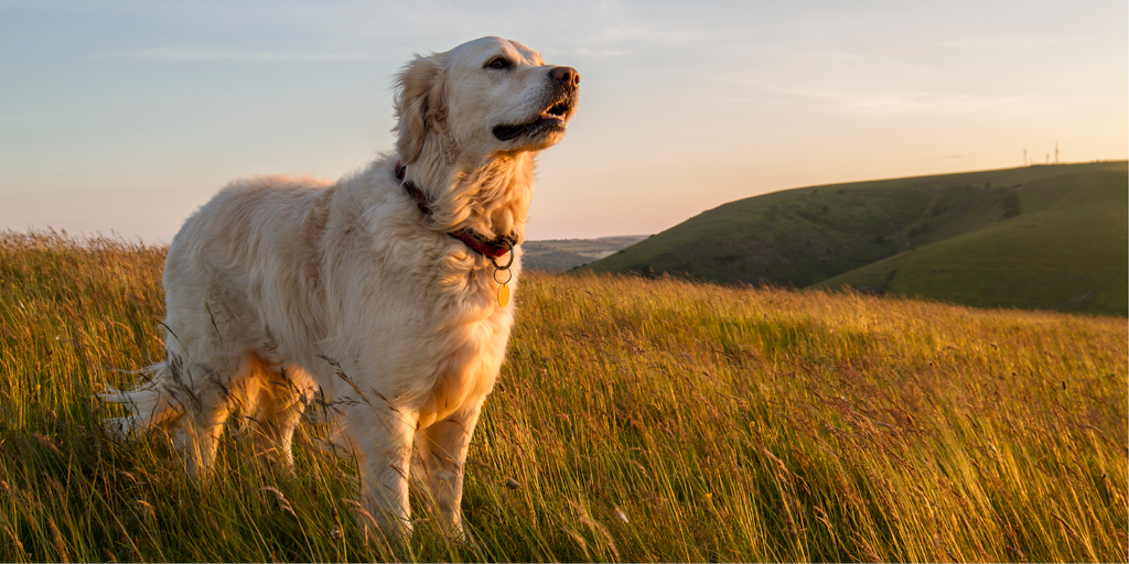 Improve your dog's health with Probiotic Support