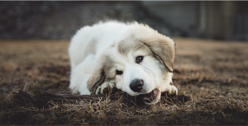 3 Golden Rules To Stop Your Dog From Chewing