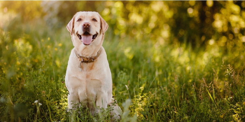 Does your dog enjoy snacking on poo?