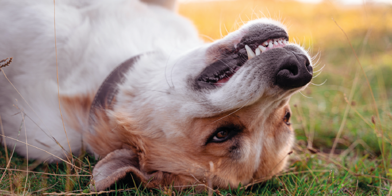 How To Clean Your Dog’s Teeth?