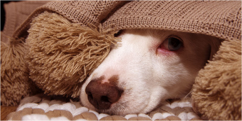 Are You Protecting Your Dog Enough From Fireworks?
