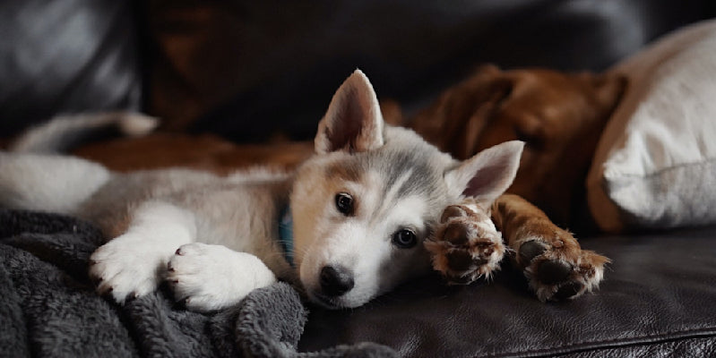 Top Tips On Introducing A New Dog To The Family