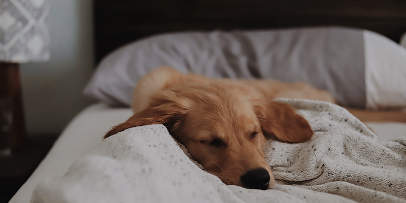 3 Items You Can Recycle And Give To Your Dog