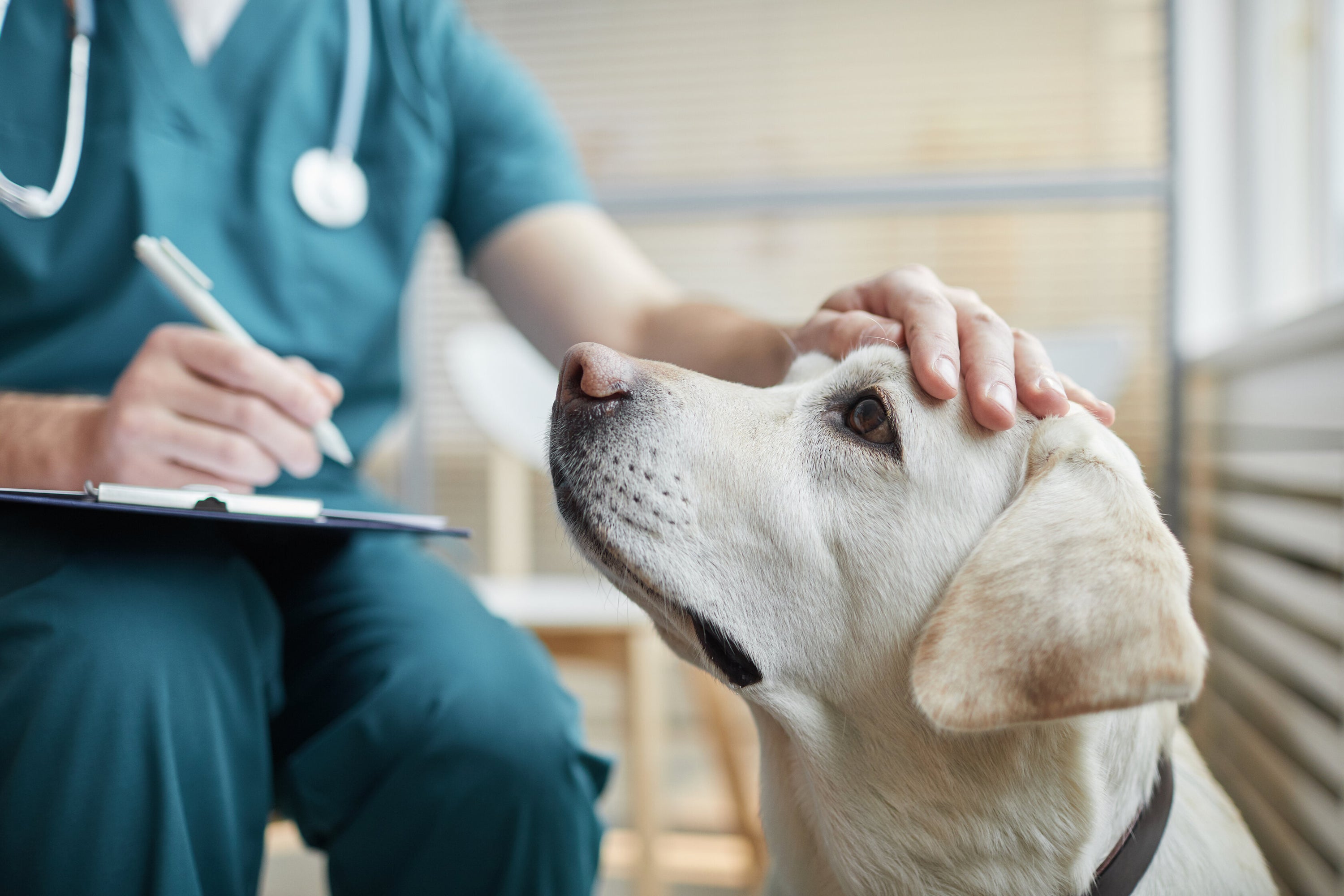 Finding Relief: Introducing The Dog Doctor's Tummy Settler, a Natural Solution for Canine Upset Tummies!