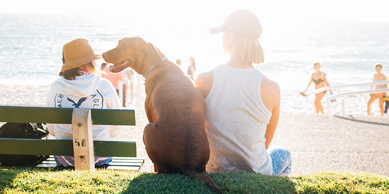 How To Keep Your Dog Healthy & Happy This Summer